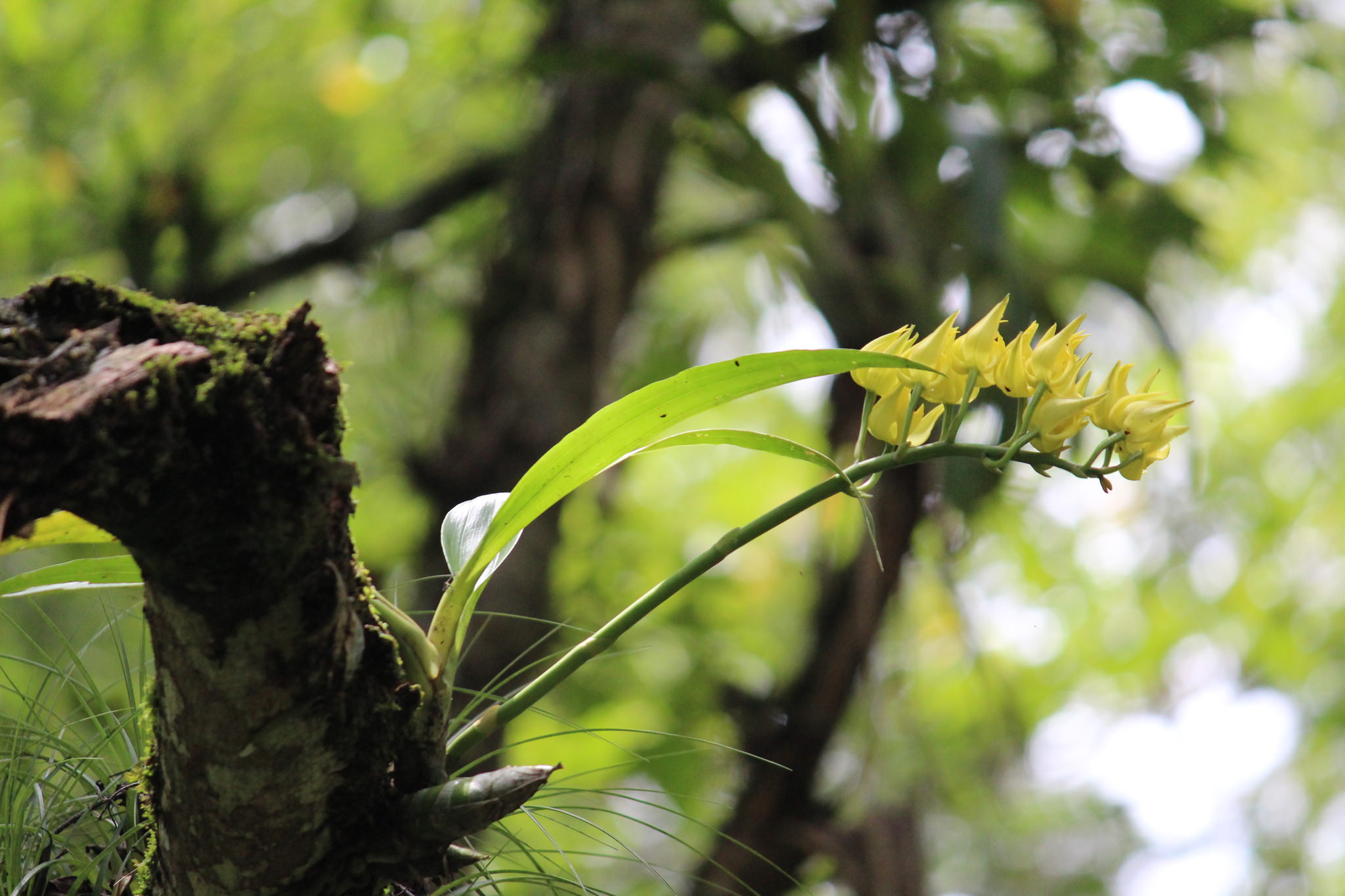 Mormodes  maculata var. unicolor